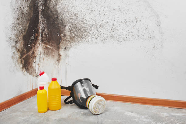 Best Residential Mold Remediation in Bushnell, IL