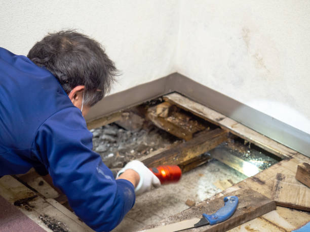 Trusted Bushnell, IL Mold Remediation Experts