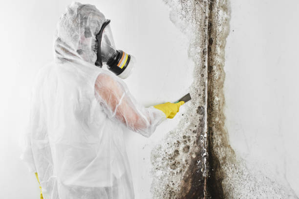 Best Industrial Mold Remediation in Bushnell, IL