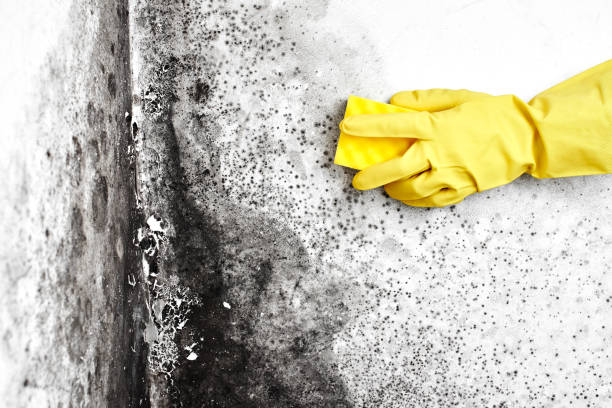 Best Bathroom Mold Remediation in Bushnell, IL