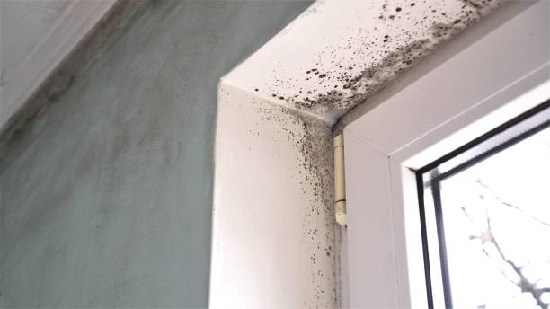 Best Kitchen Mold Remediation in Bushnell, IL