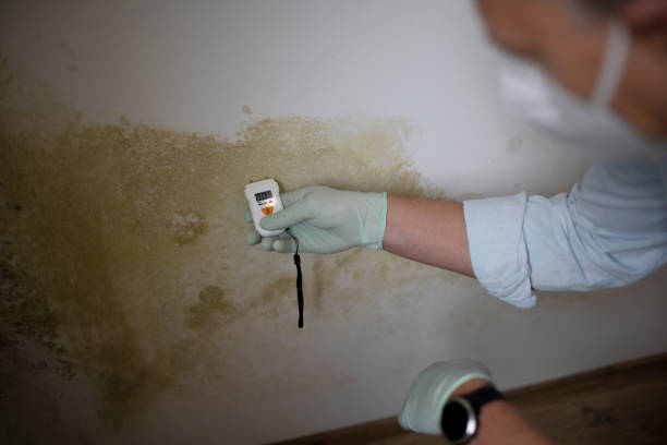Best Crawl Space Mold Remediation in Bushnell, IL