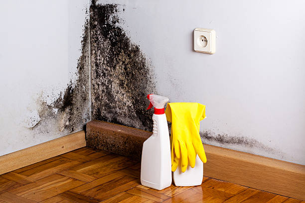 Best Emergency Mold Remediation in Bushnell, IL