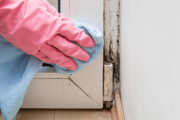 Best Mold Remediation for Specific Building Types in Bushnell, IL